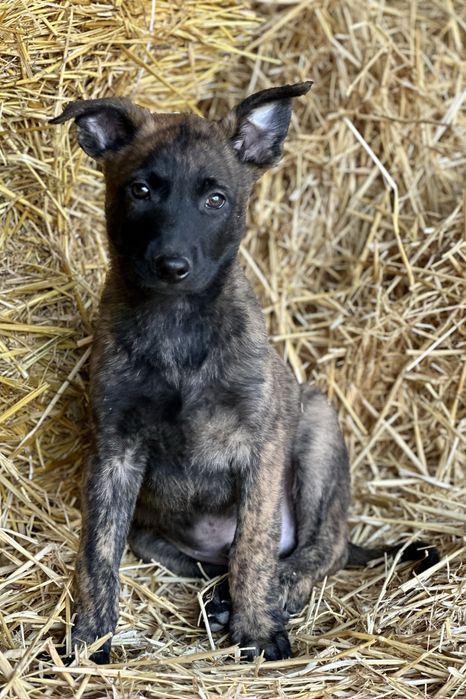 Пацан! Голландская овчарка!