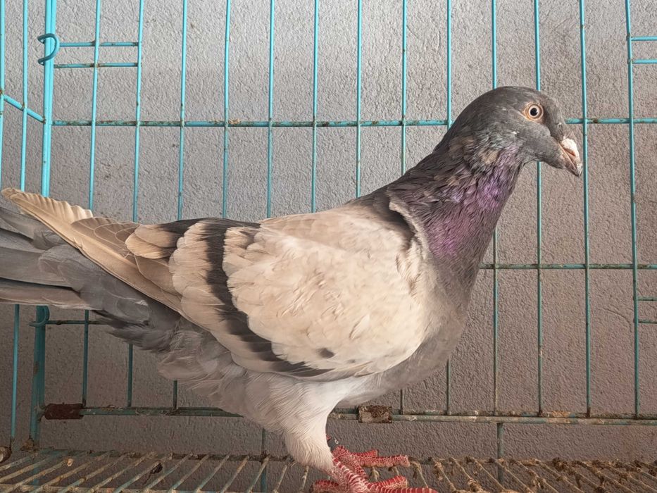 Criador lusitano , raça autóctone portuguesa