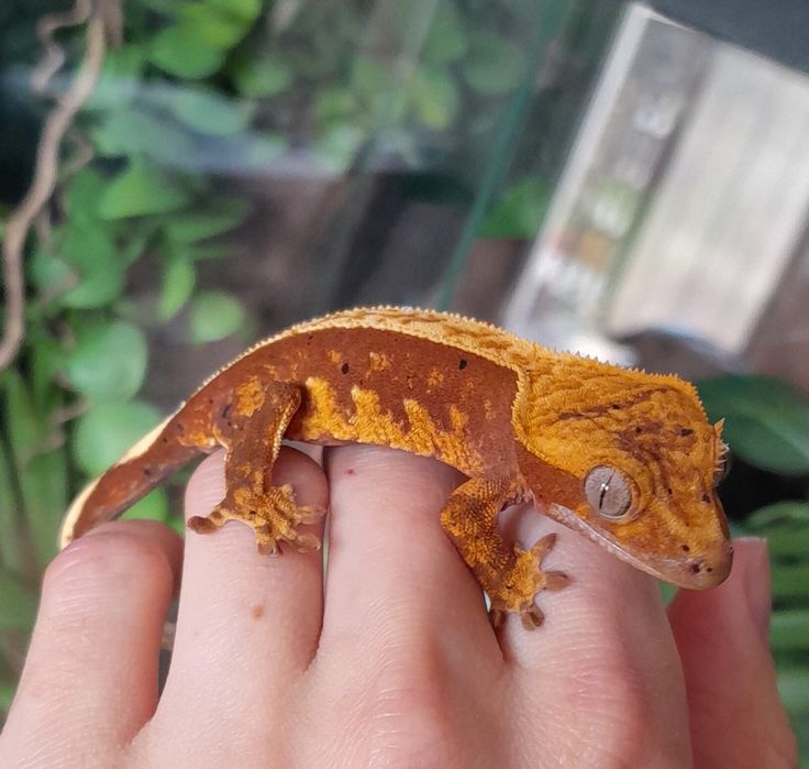 Gekon orzęsiony młody samica pinstripe dalmatian