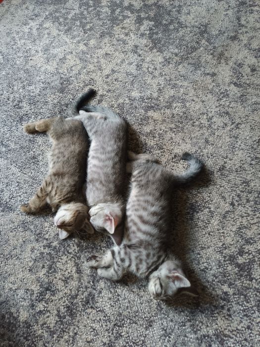 Кошенята британці