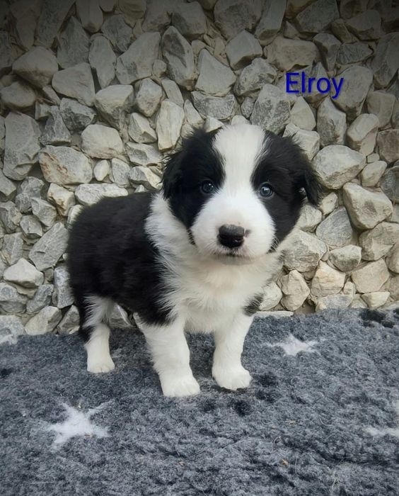 Border collie cudowny piesek, przebadani rodzice