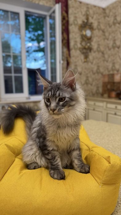 Мейн Кун - Black Silver Classic Tabby