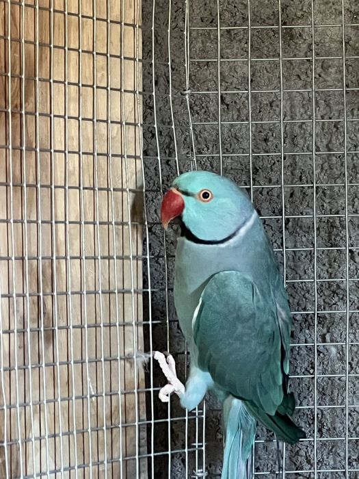 Varias aves disponiveis