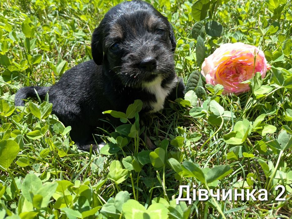 Безкоштовно віддам в добрі руки