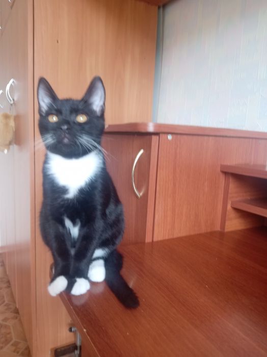 Котики(2 мальчиика и 1 девочка)