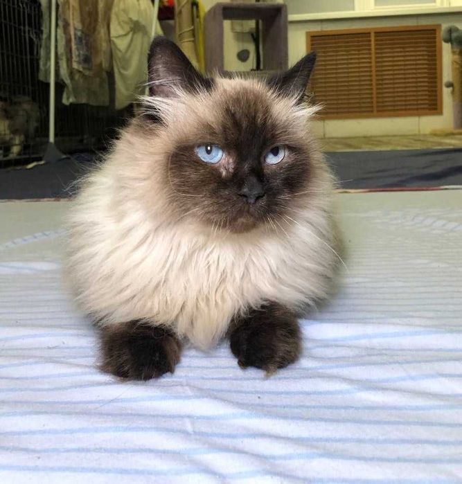 Шикарний ГОЛУБООКИЙ котик МУРКОТ, із золотим характером