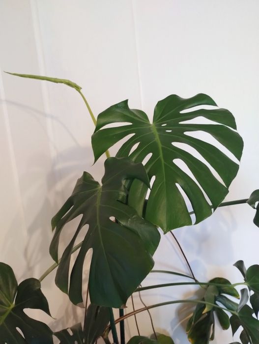 Kwiat monstera -  kilkuletni