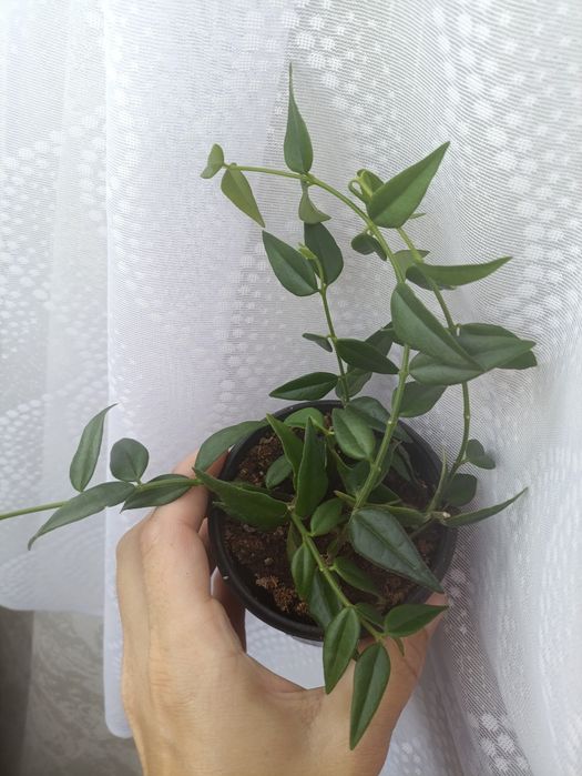 Кімнатна Хойя Белла