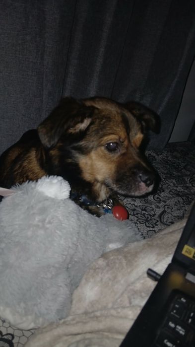 Oddam w dobre ręce