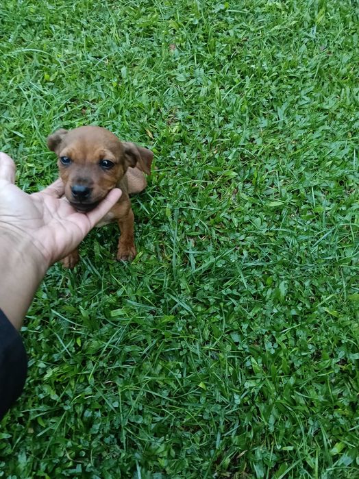Pinscher macho castanho