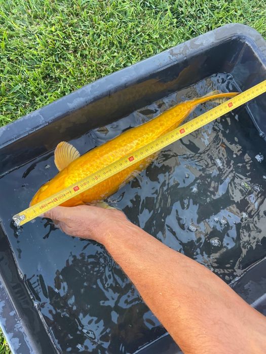 Carpas koi  cerca de 45 cm
