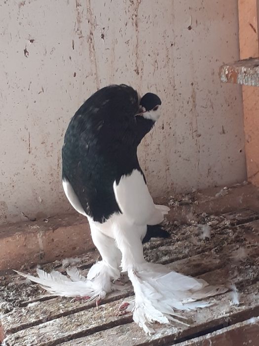 Gołębie ozdobne garłacze czeskie