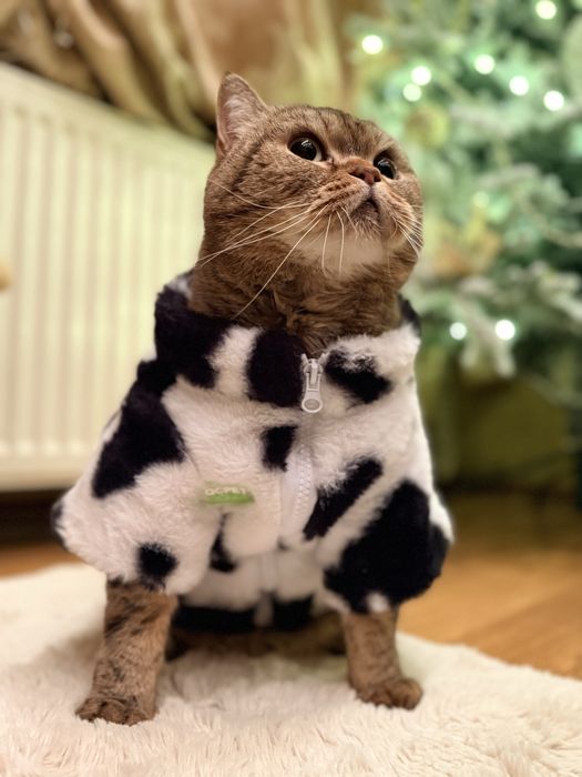Стильная кофта/ шубка/ куртка для большого кота или собаки Коровка