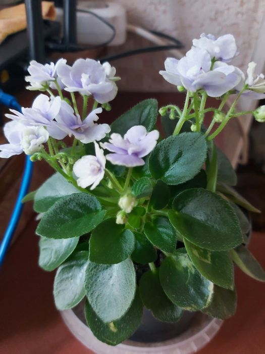 Фіалка в горщику