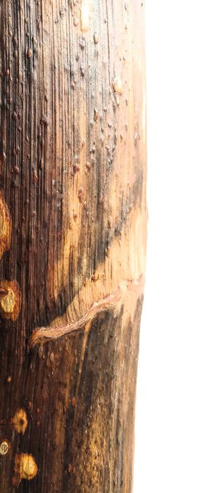 Didgeridoo—a unique and magical instrument.64176316125441121