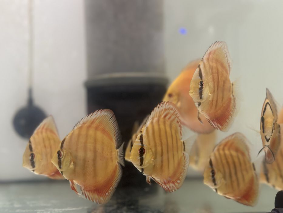 Discus Cuipeua Ica