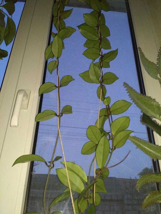 Продам Хоя (Восковик), кактус.