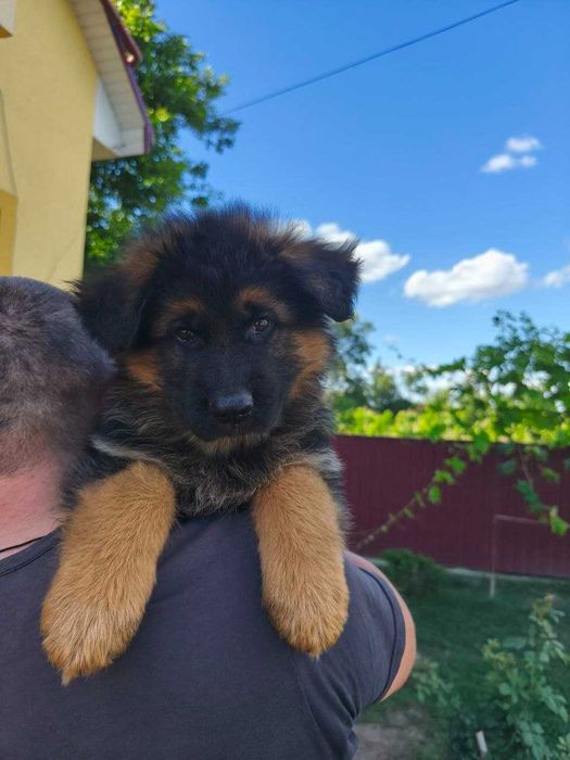 яскраві довгошерстні цуценята