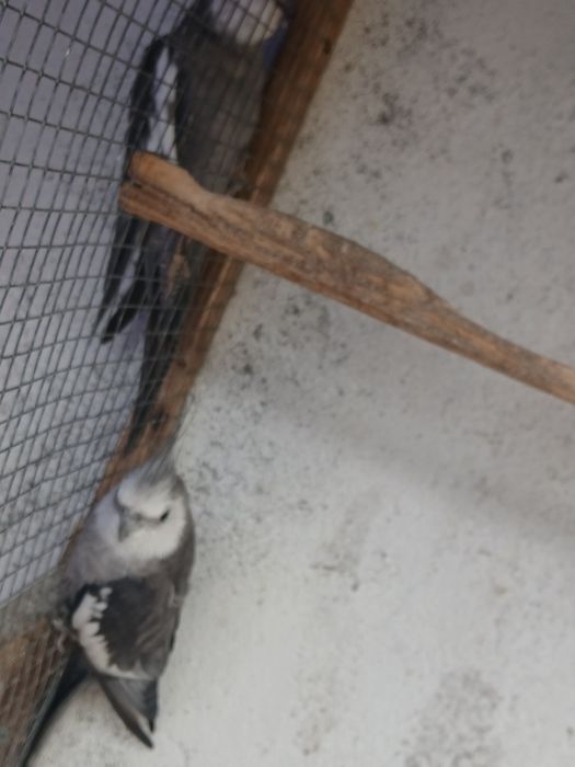 Vendo ou troco várias caturras