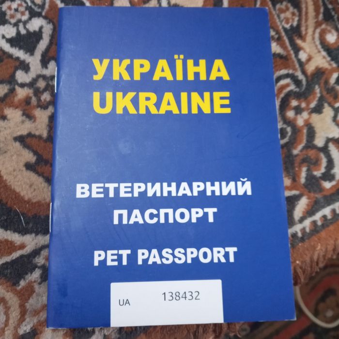 шотландська вісловуха кішка