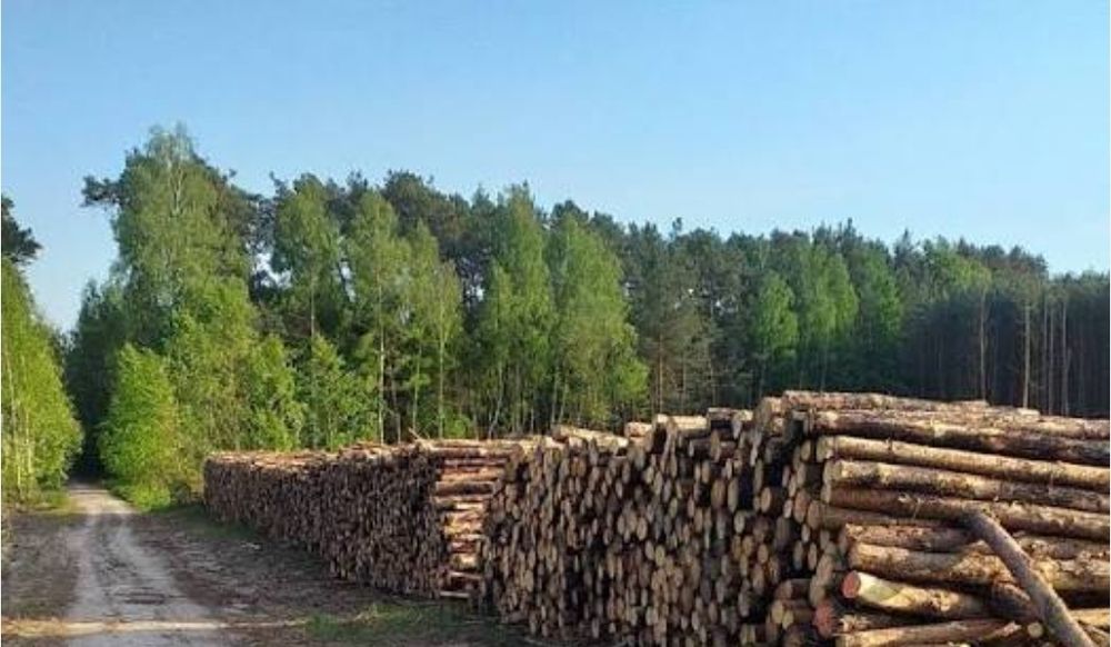 Drewno opałowe sosna, drewno kominkowe