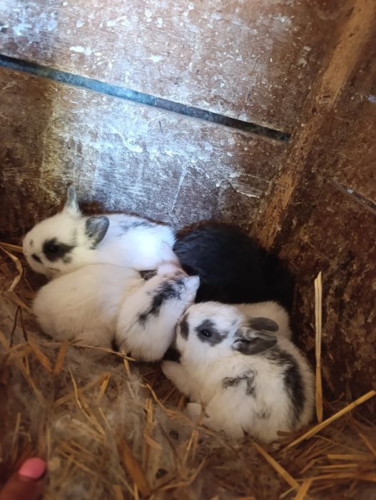 Coelhos anões entrega imediata