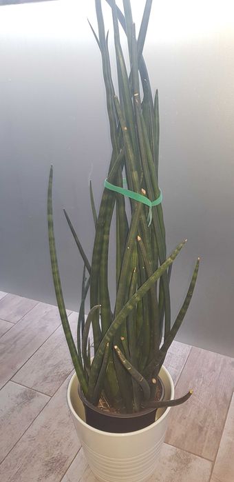 Sansewieria walcowata cylindryczna