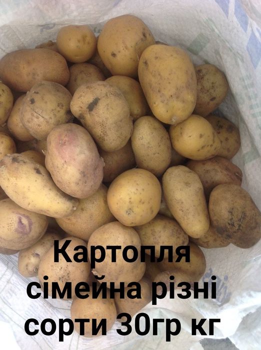 насіння гарбузові, картопля.кукурудза для попкорму.