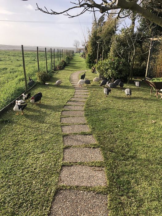 Ovos galinhas de angola fracas para chocar