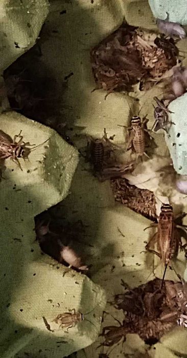 Świerszcz domowy  25 szt.