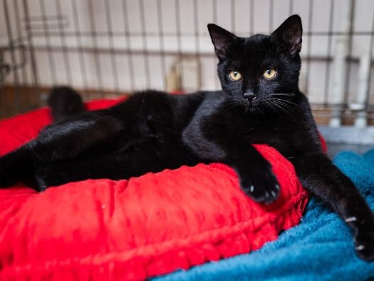 Kotki koty kociaki  do adopcji