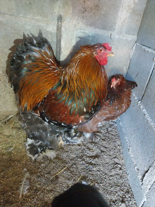 Brahma , galinhas  de várias raças e   . ovos