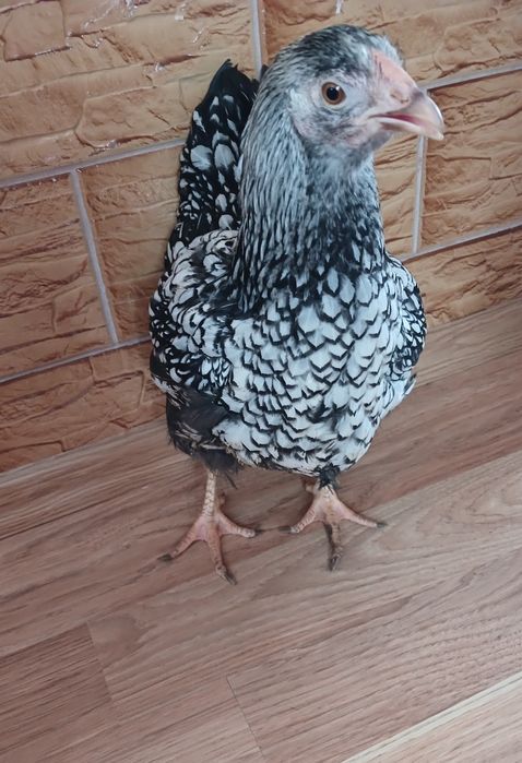 Інкубаційне яйце, віандот срібло