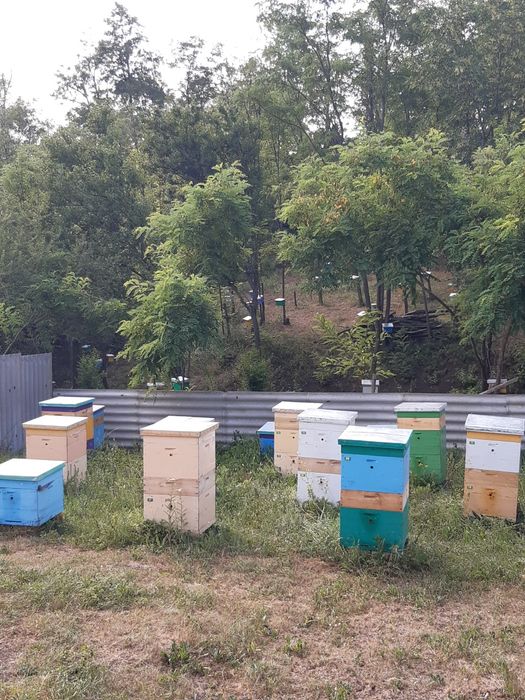 Пчелопакеты Бакфаст