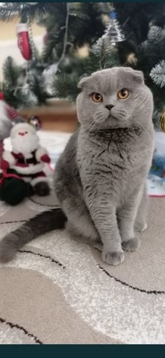 Шотландські кошенята