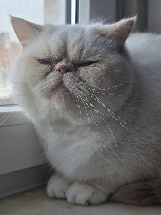 Himalaia red point flat face