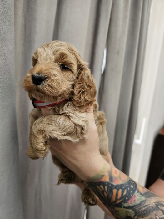 Cockapoo F1 Śliczna suczka -BADANIA