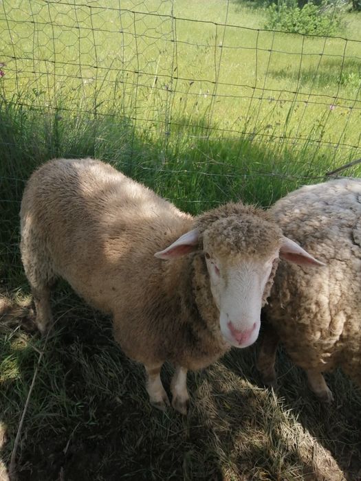 Borrego Ile de france