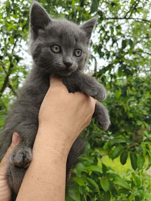 Котики Британці шукають люблячу родину