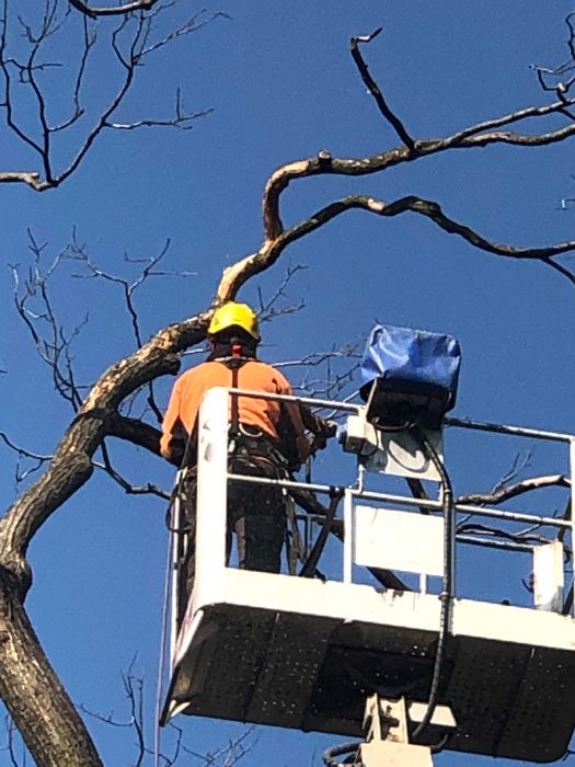 Wycinka drzew i krzewów, pielęgnacja drzew, usługi rębakiem