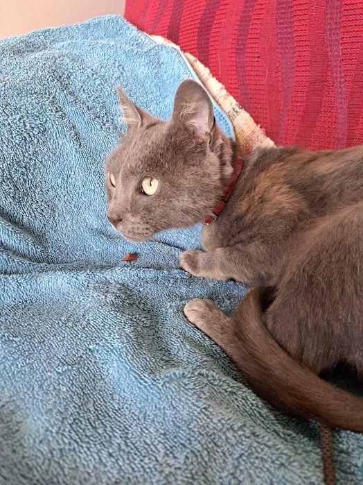 Gato Cinza para adoção responsável