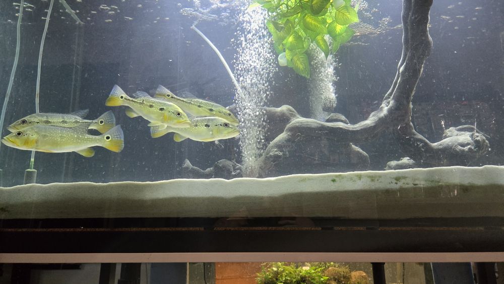 Cichla mirianae/tucunaré-fogo