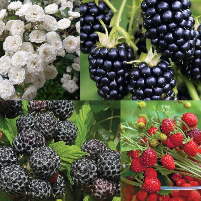 Ожина безколючкова, малина чорна , суниця, троянда плетиста саджанці