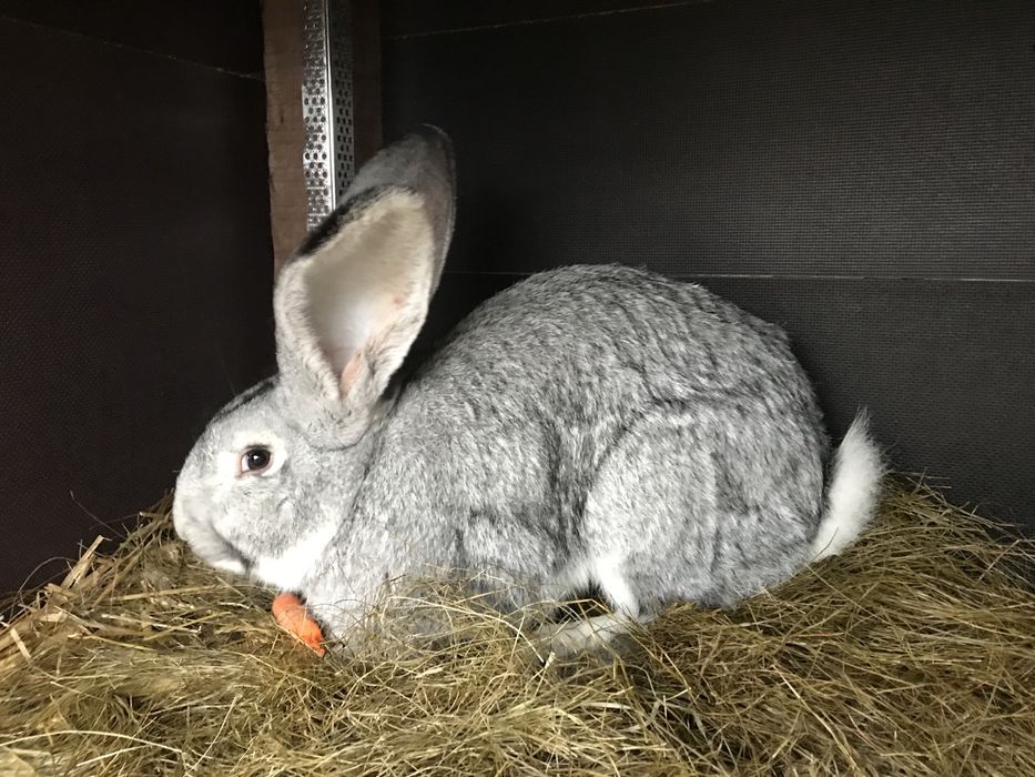 Królik Król Belg 6-cio Miesięczny Samiec