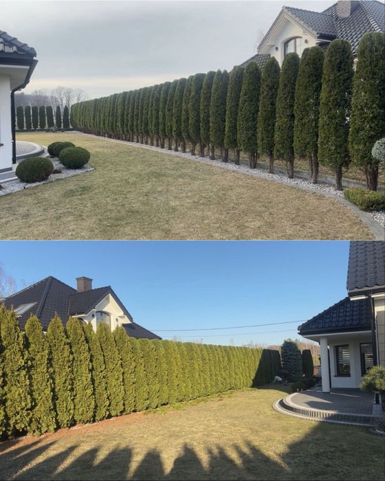 Usługi Ogrodnicze, Przycinanie Żywopłotów