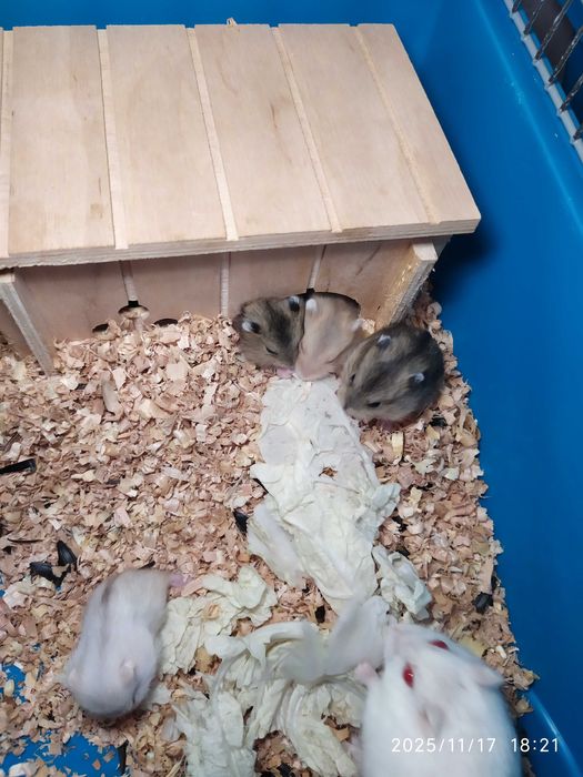 Хомяки Джунгарские