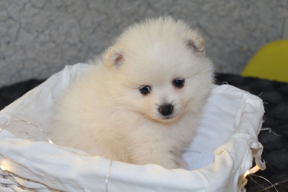 Супер міні шпіцулі