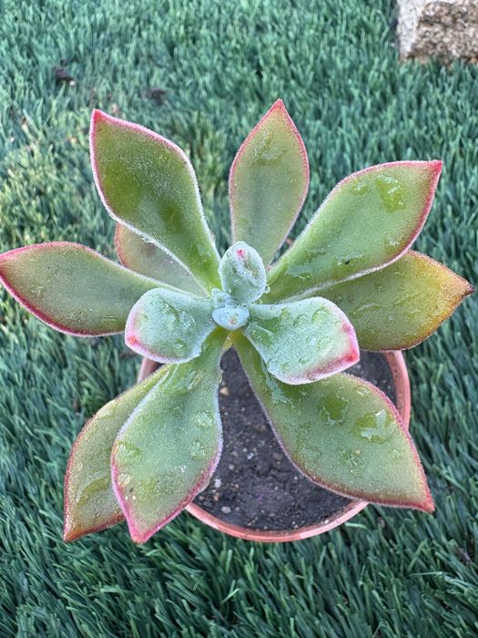 Echeveria pulvinata,,Ruby’’; Echeveria pulvinata Frosty’’; Echeveria ,,Melaco’’;Agavoides; Graptoveria,,Fred Eyves’’; Sedeveria Letizia- preço 1€