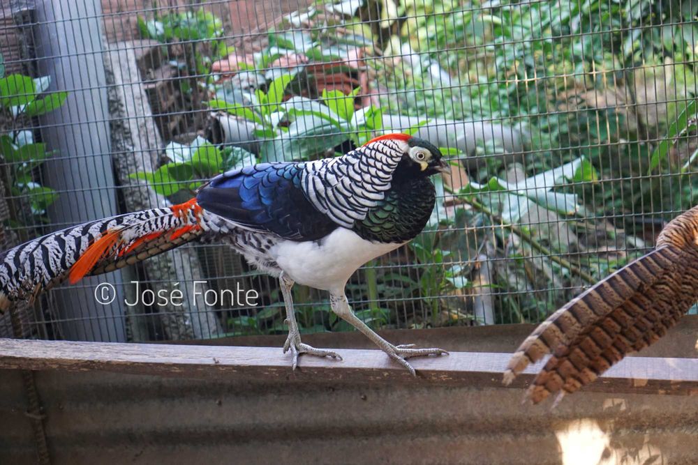 Vendo casais de faisões de diversas raças