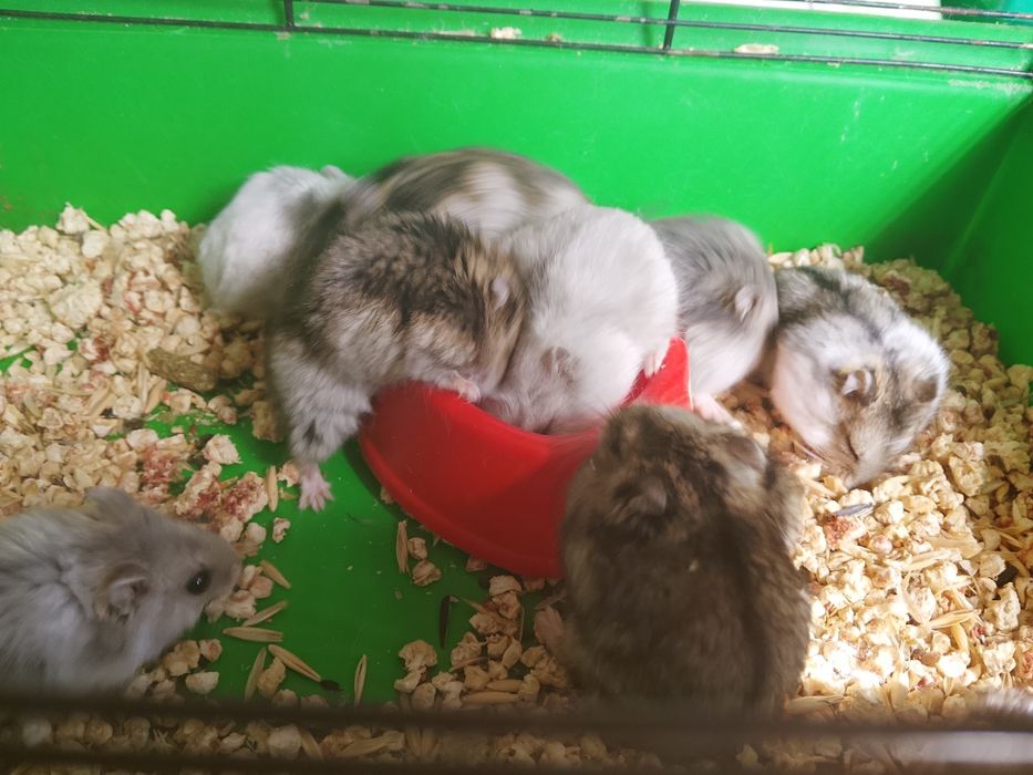 Джунгарский хомяк
